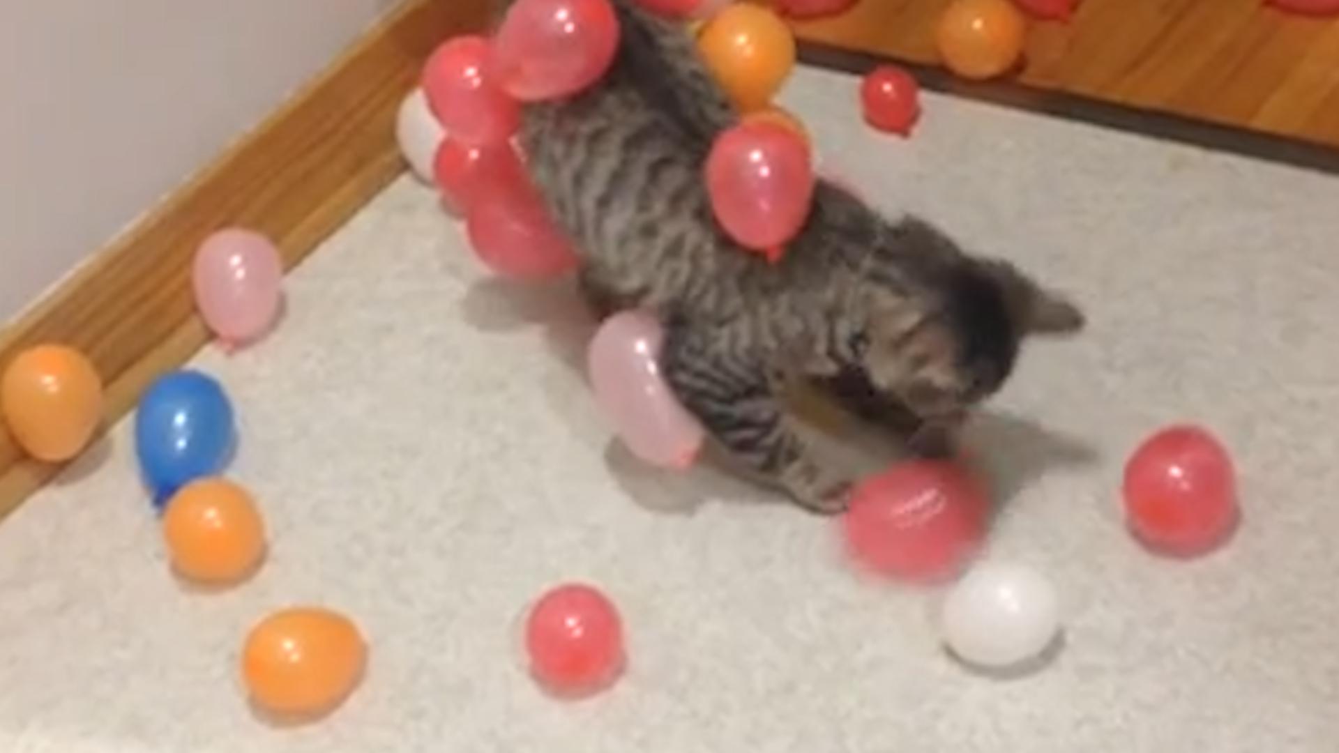 Static Balloons Stick to Cat
