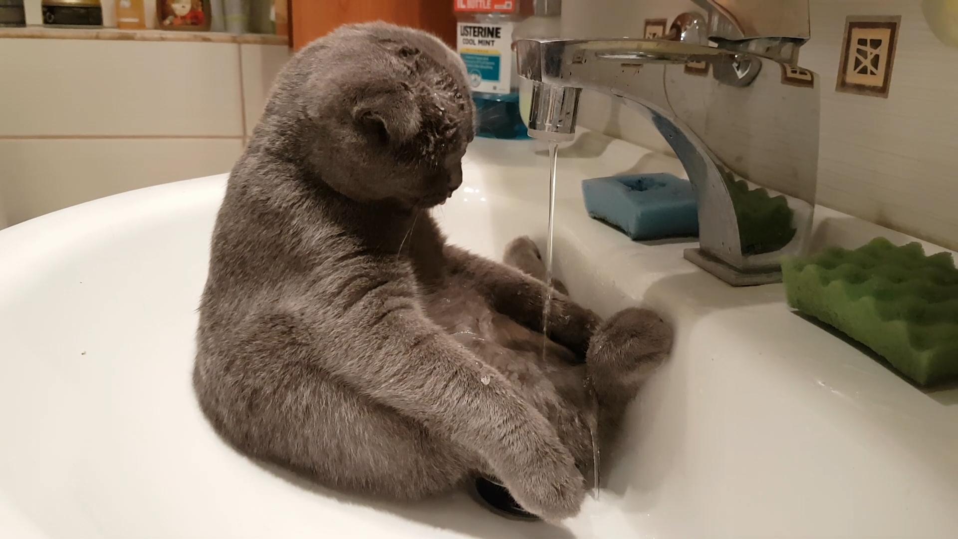 Cat Takes Bath in Sink