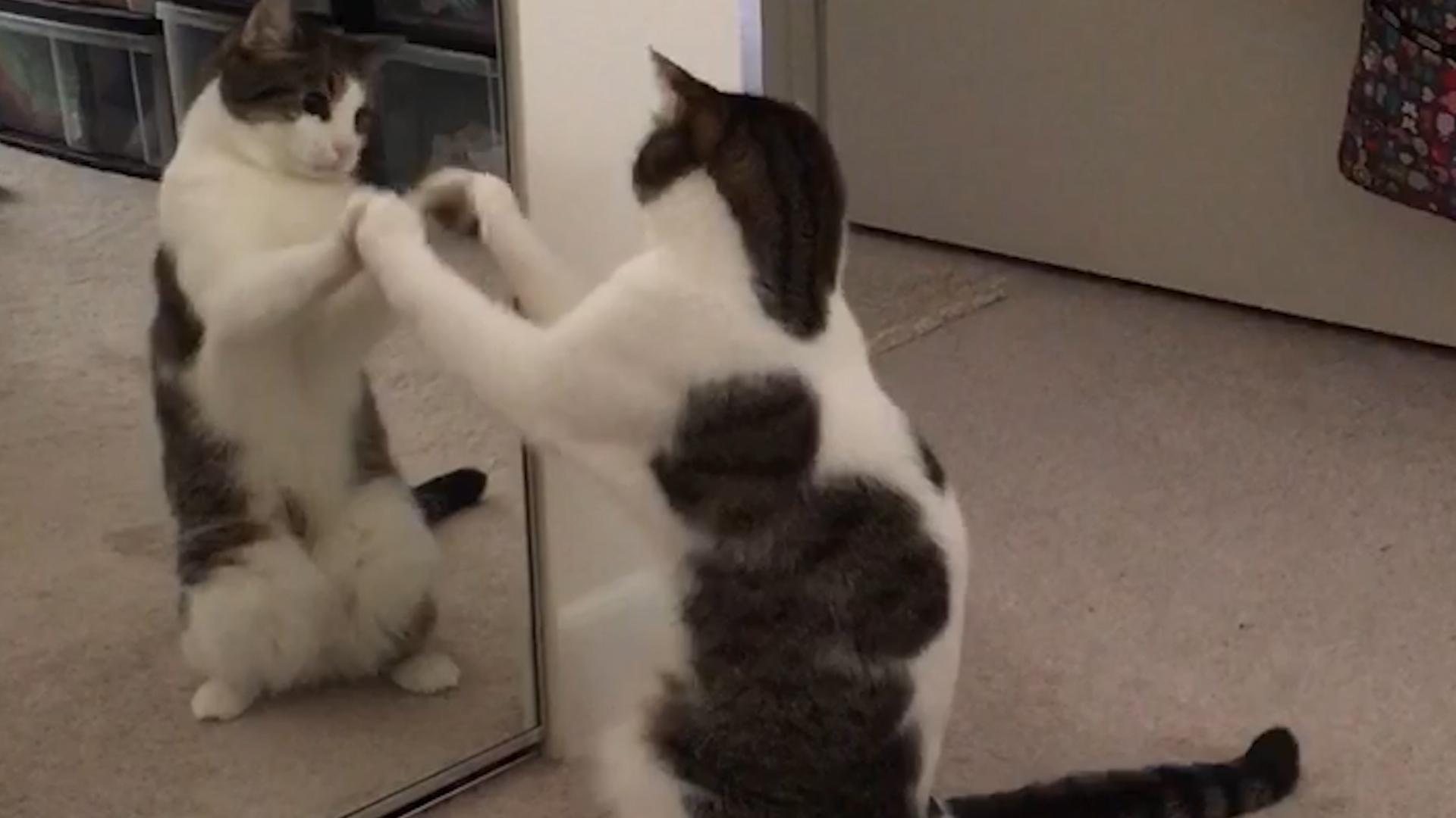 Cat Dances With Mirror Reflection