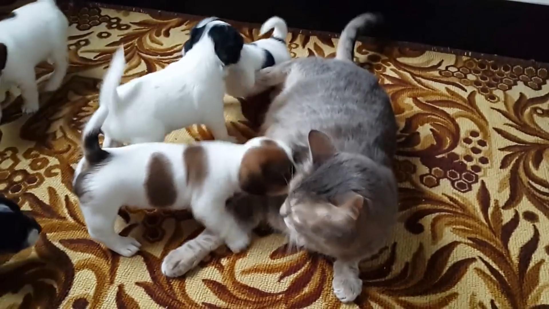 Puppies Play with Cat