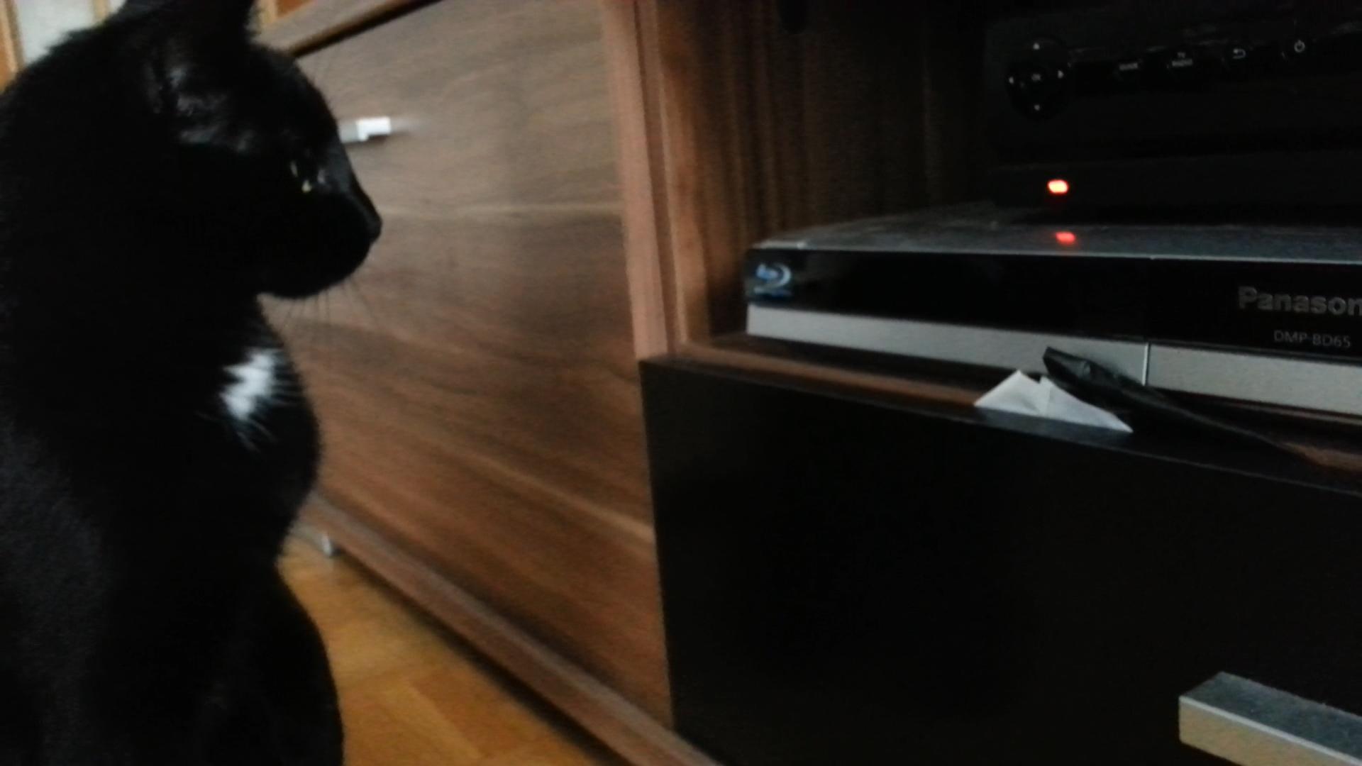 Cat Plays CD Player