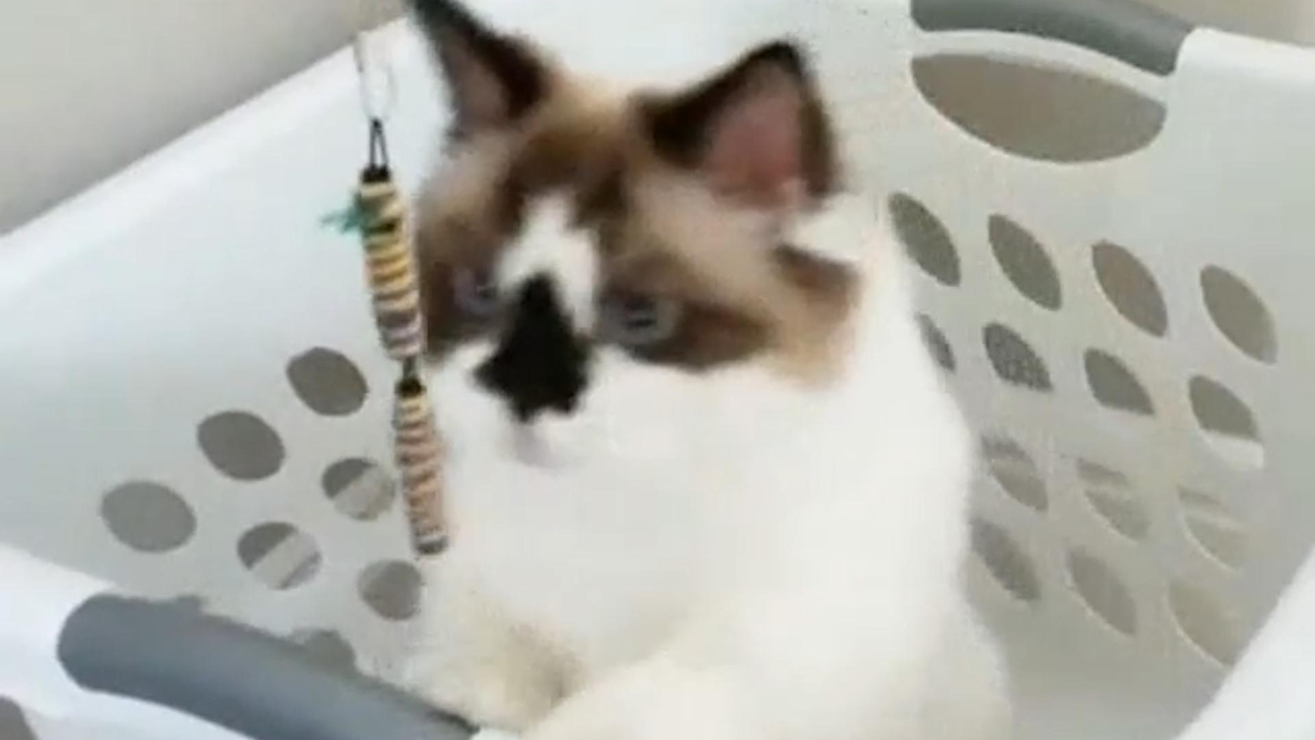 Cat In Laundry Basket