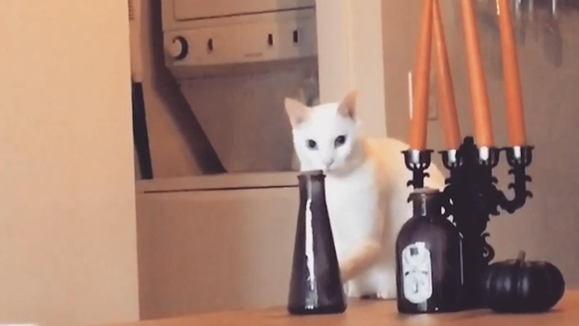 Cat Knocks Things Off Table
