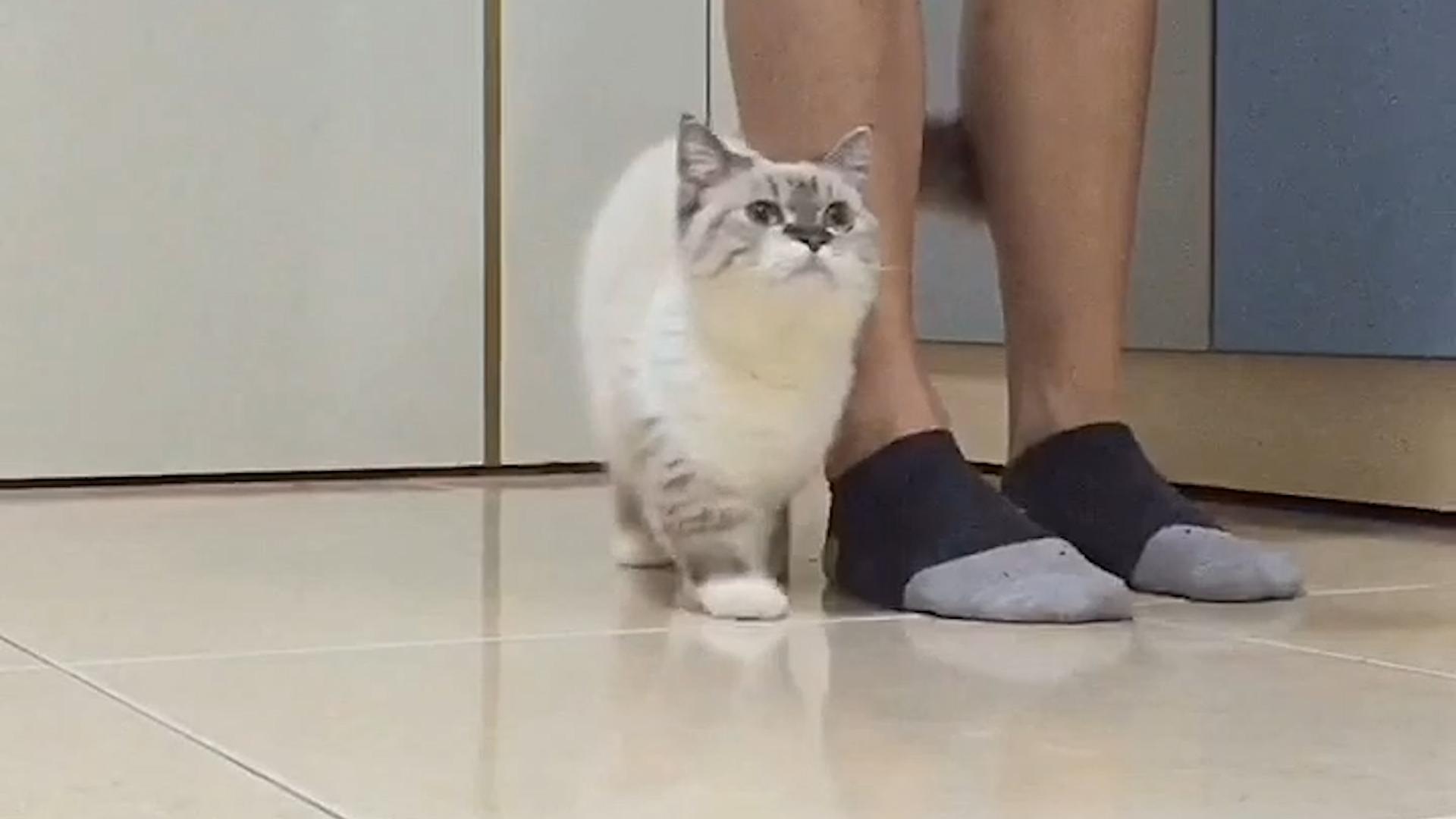 Cat Follows Owner Around