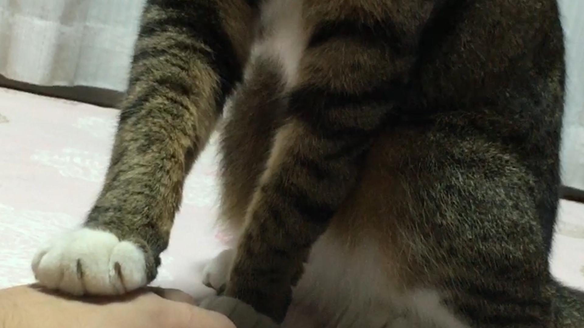 Cat Does Not Like To be Touched