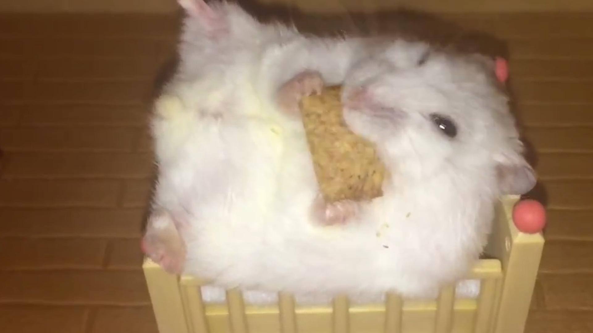Cute Cat and Hamster
