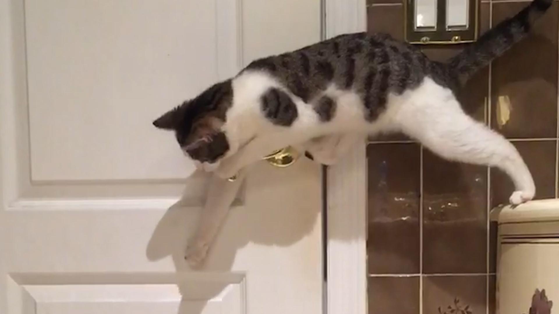 Cat Opens Door For Other Cat