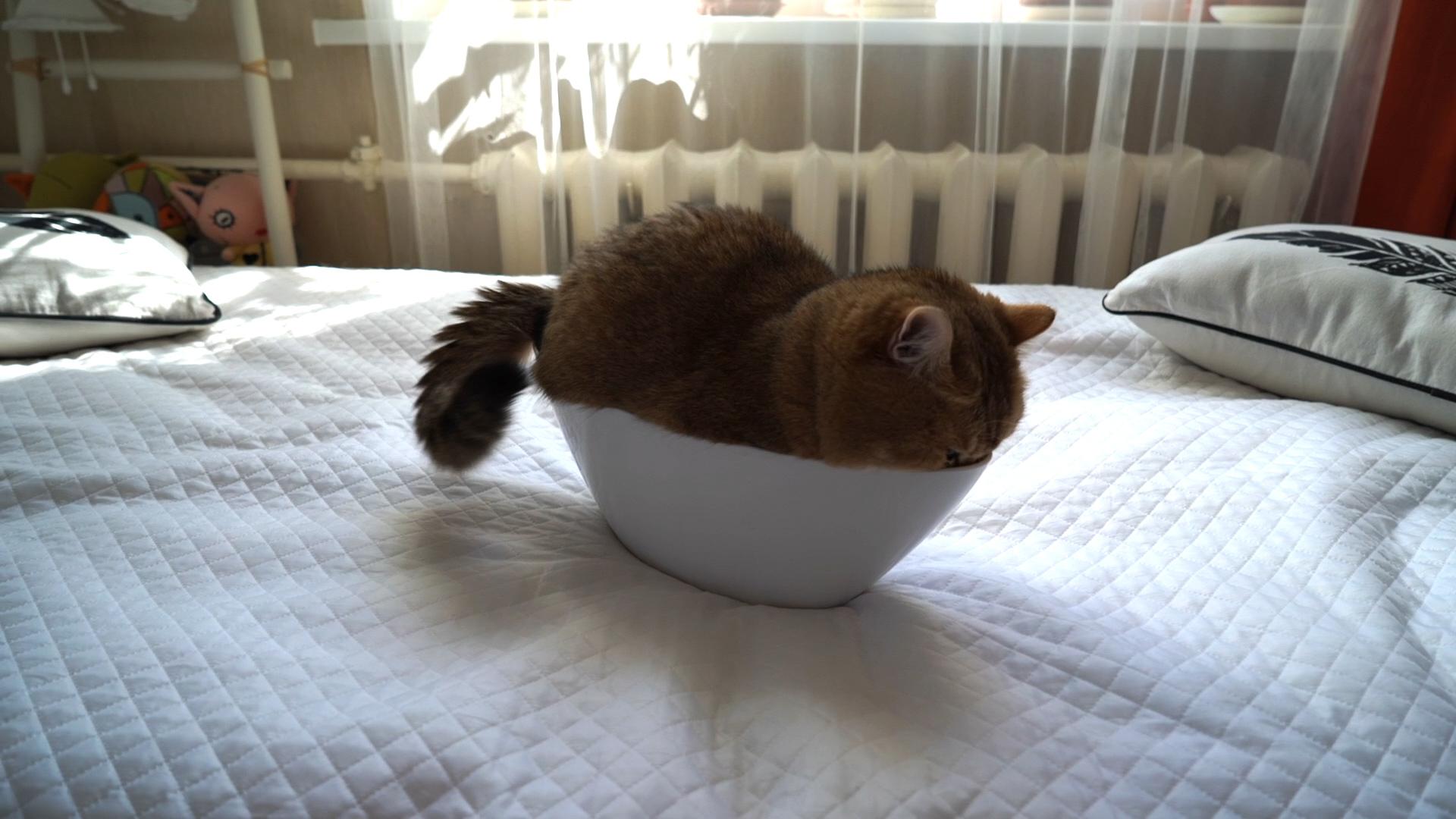 Try Not To Laugh Funny Cats