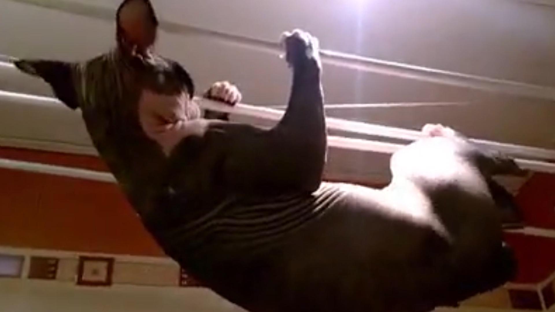 Parkour Cats
