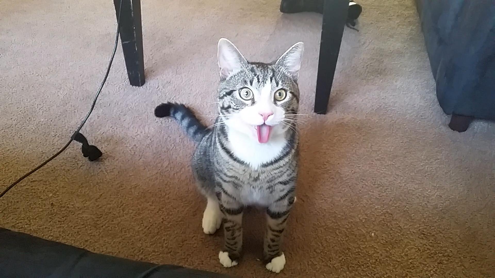 Cats Who Stare Into Your Soul