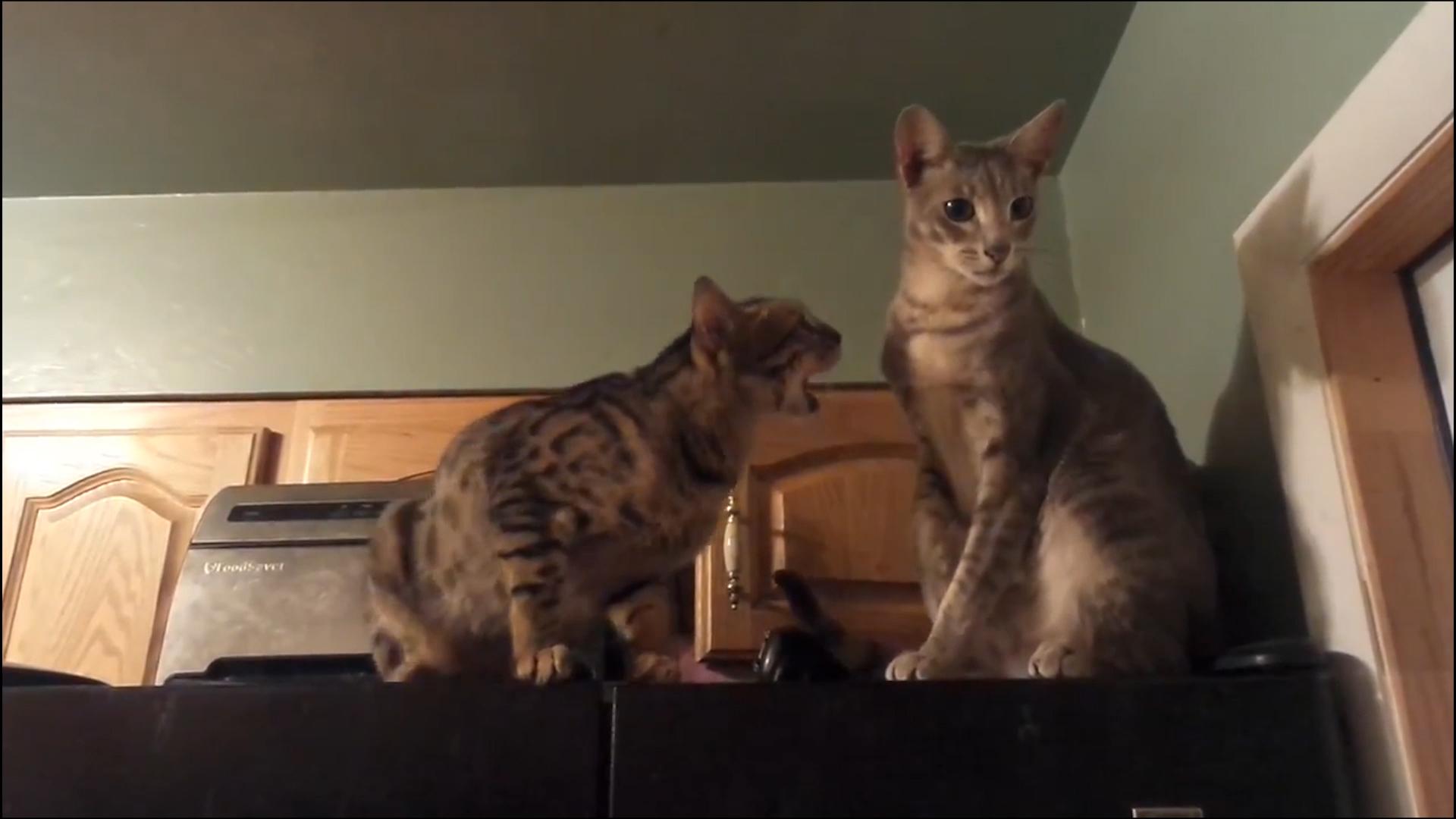 Top 10 Savage Cats