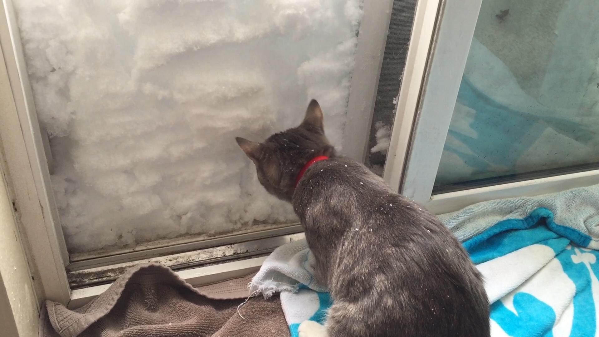 Cat Builds Igloo
