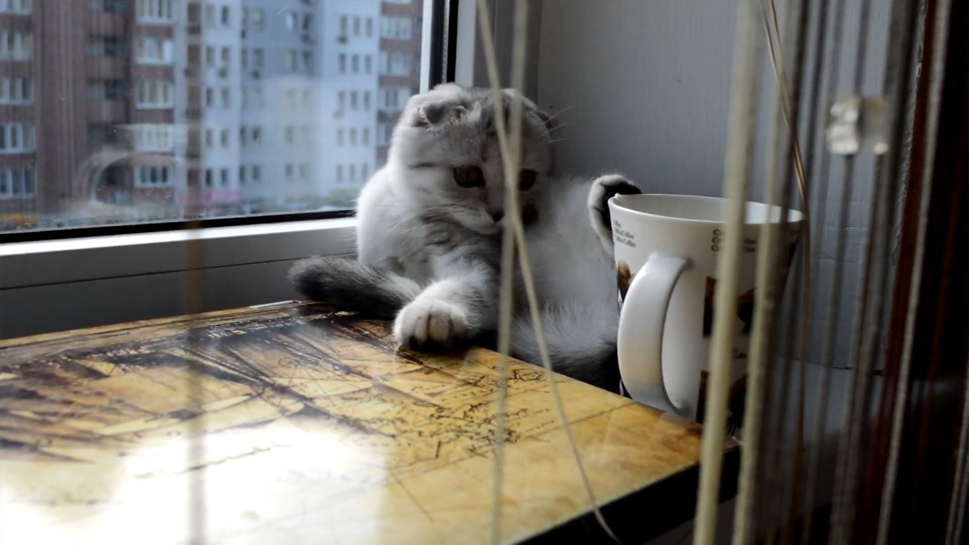 Cats Knocking Things Over