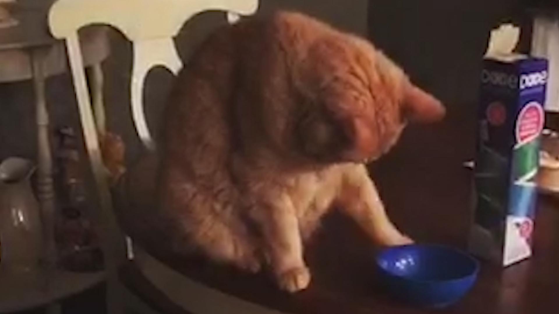 Cat Forgets to Knock PlayDoh off Counter