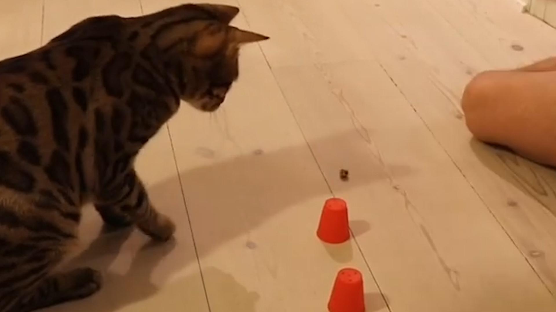 Cat Plays Shell Game