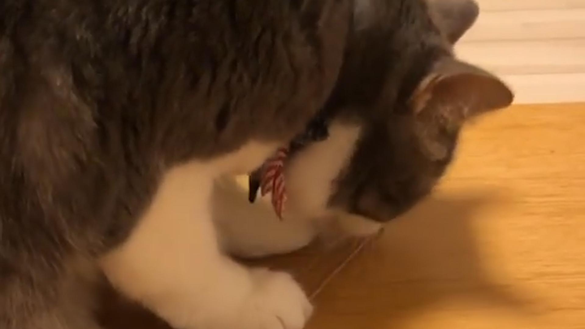Cat Can't Pick Up Stick