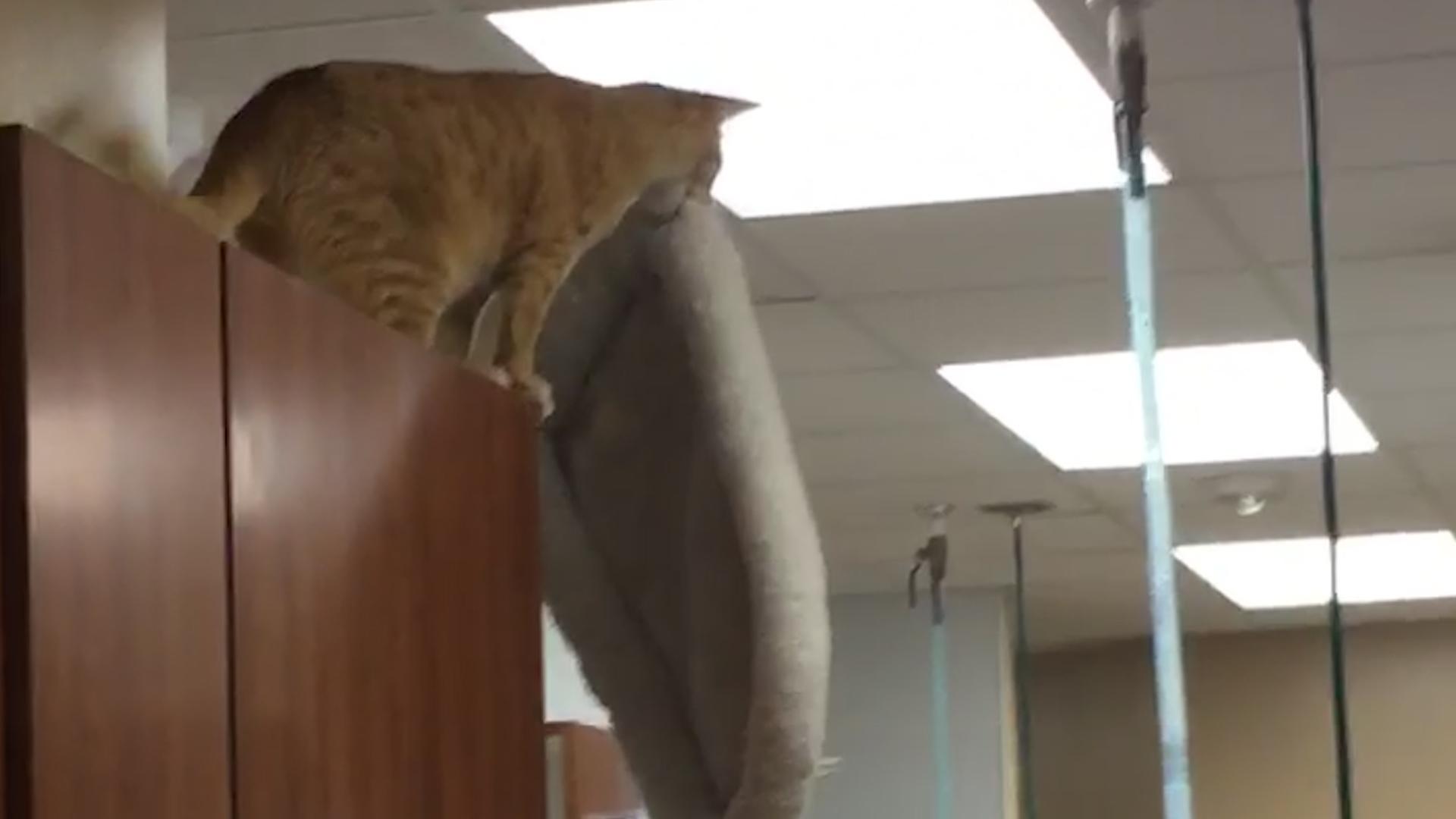 Cat Jumps With Bed