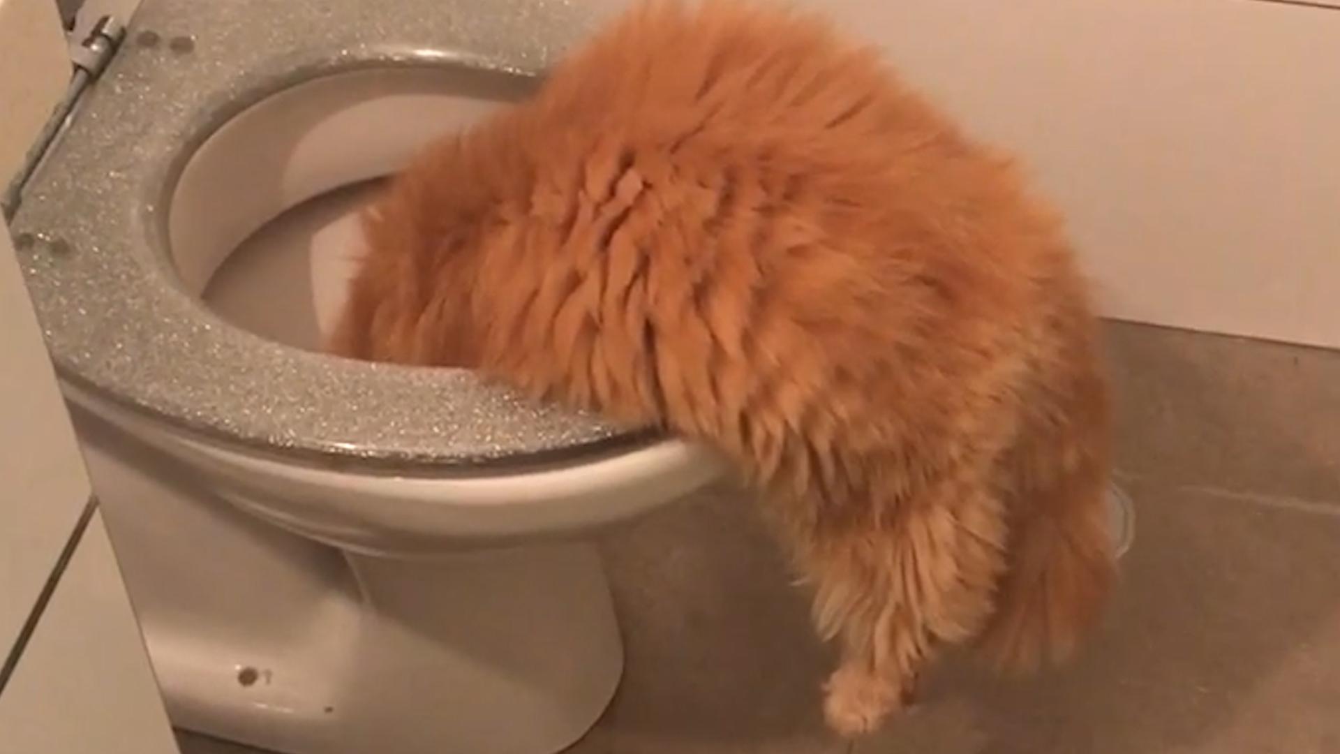 Toilet Cat
