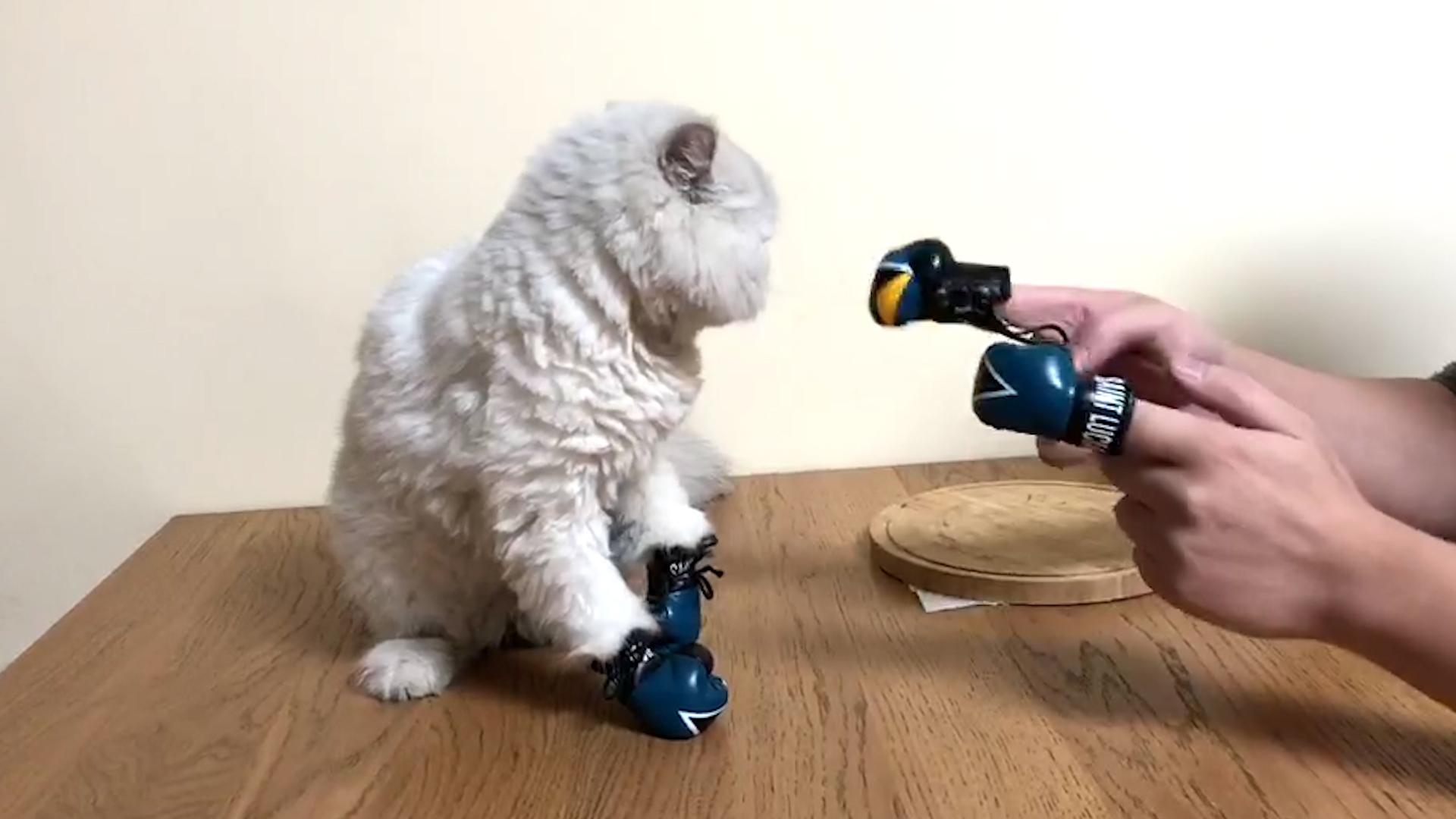 Cats Hitting Things