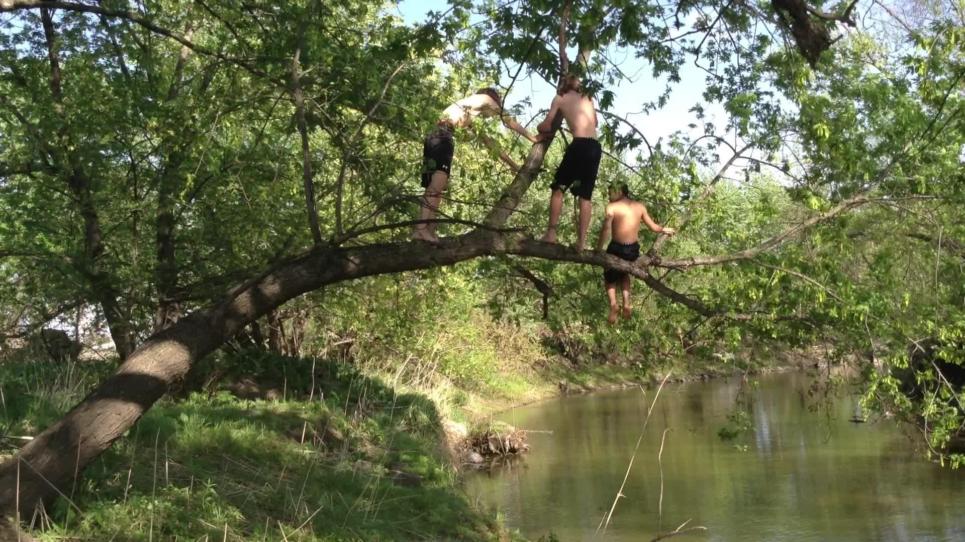 And falls guy climbs tree