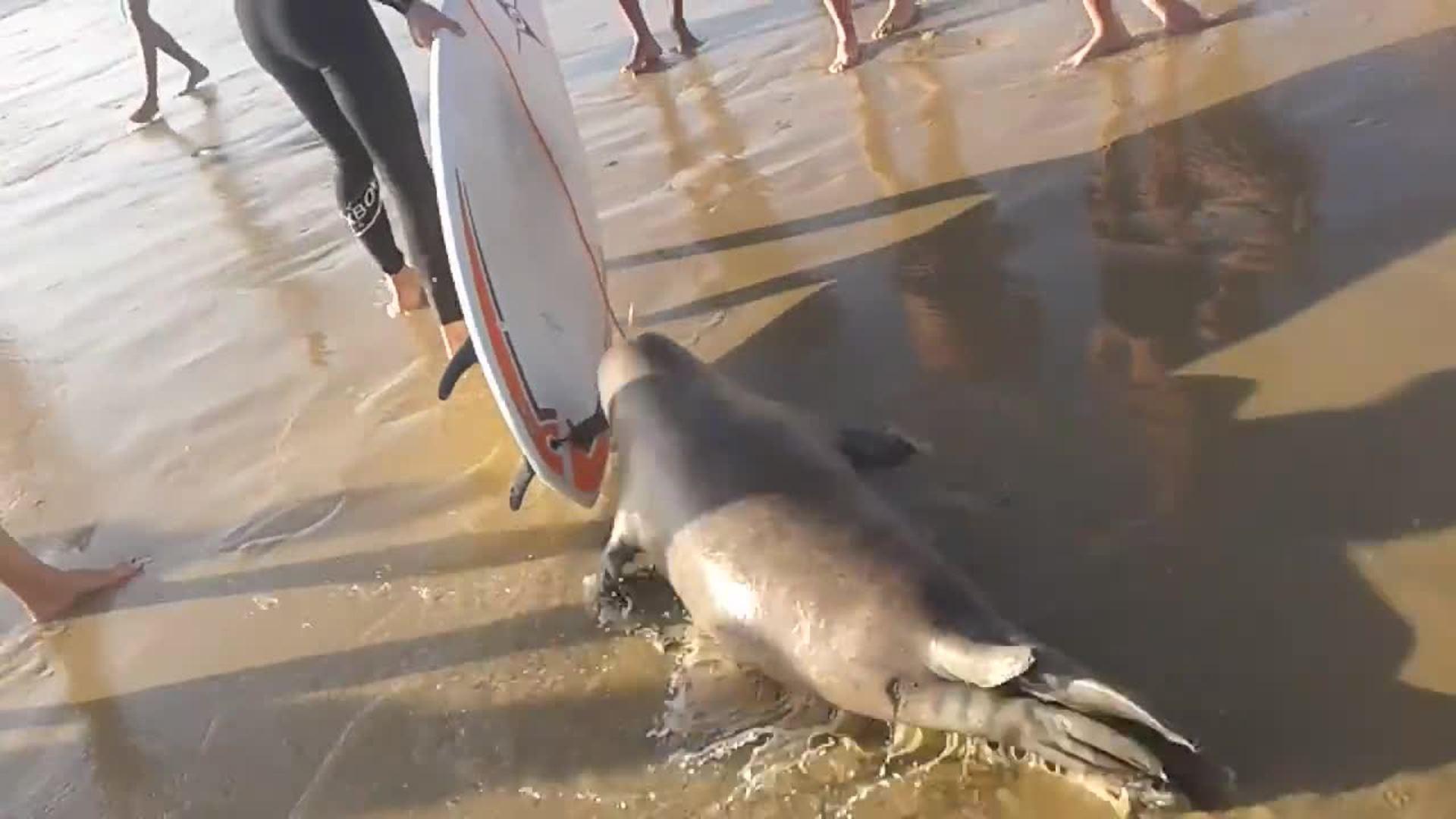 Seal Tries to Use Surfboard Jukin Licensing