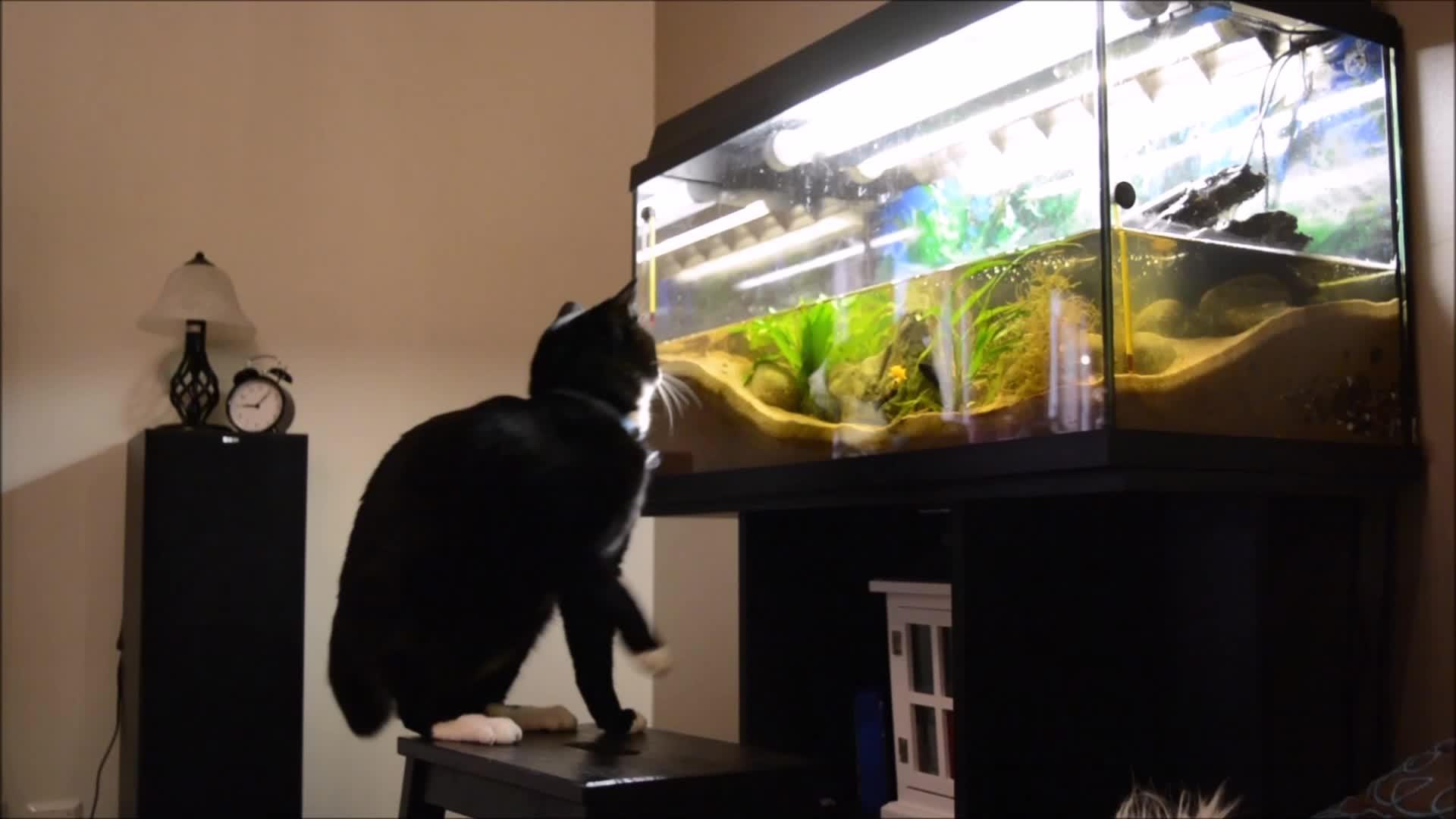 Orange Cat Falls into Fish Tank Jukin Media Inc
