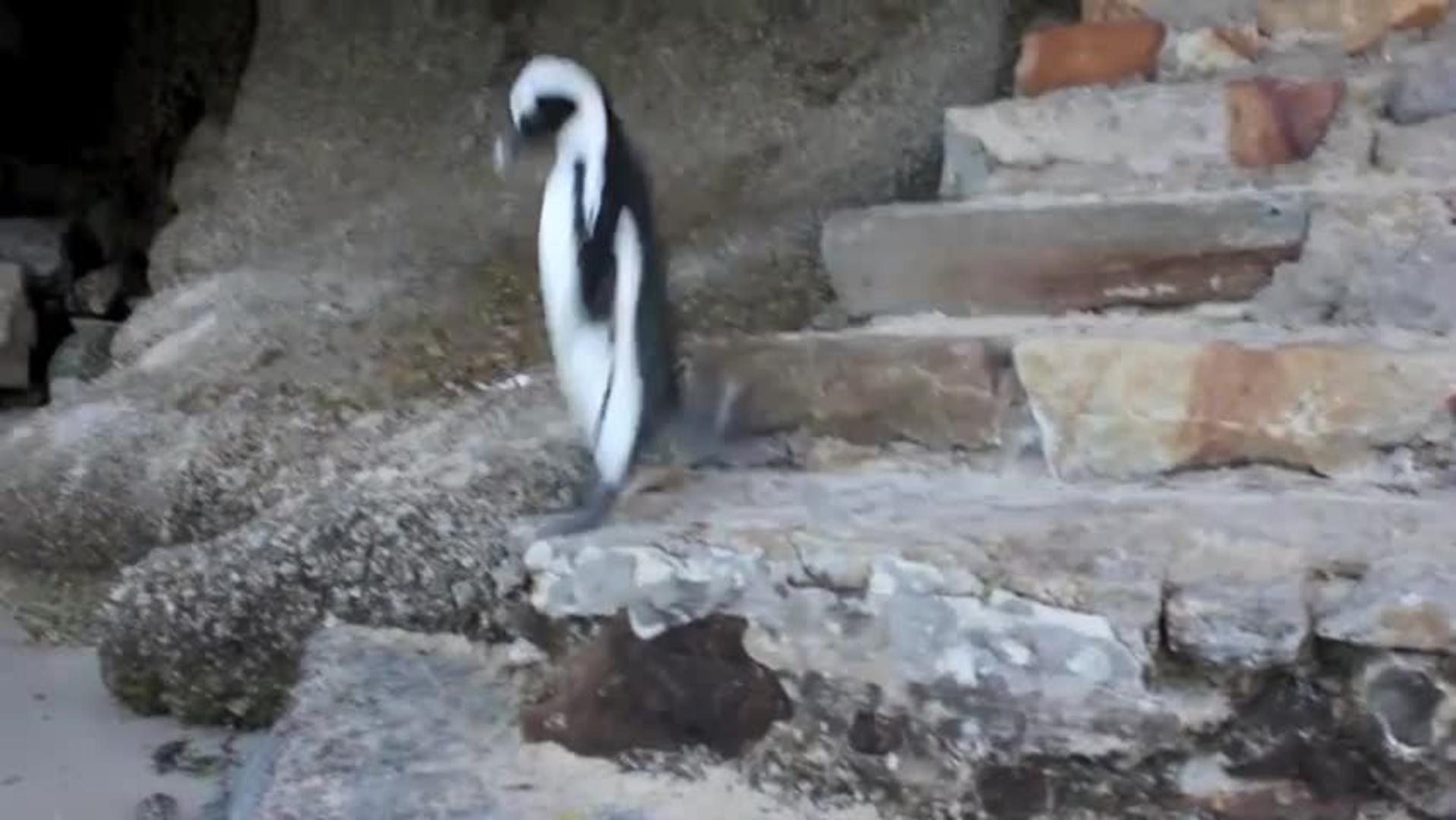 Penguin Pushes Another Penguin While Climbing Down Stairs Jukin Media Inc