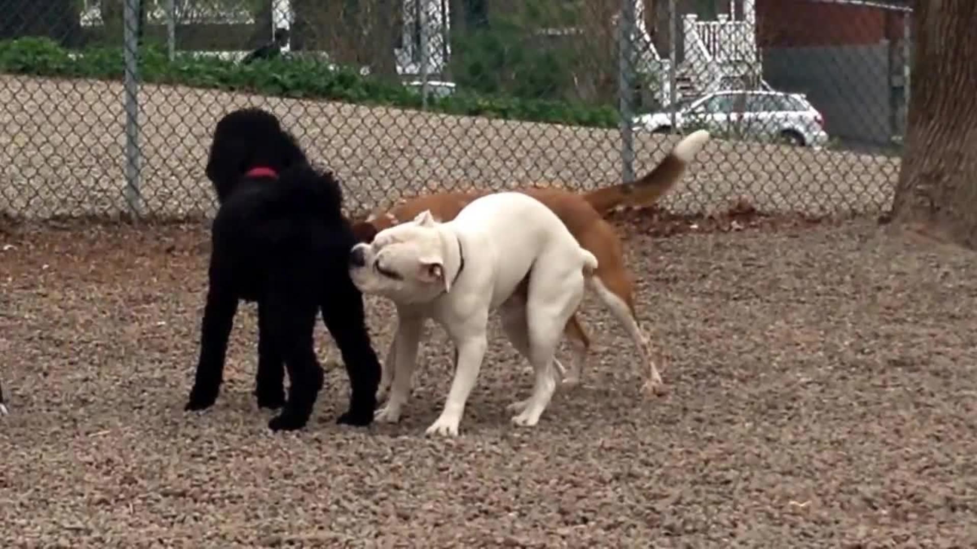 Dog Humps Air Next to Other Dog Jukin Media Inc