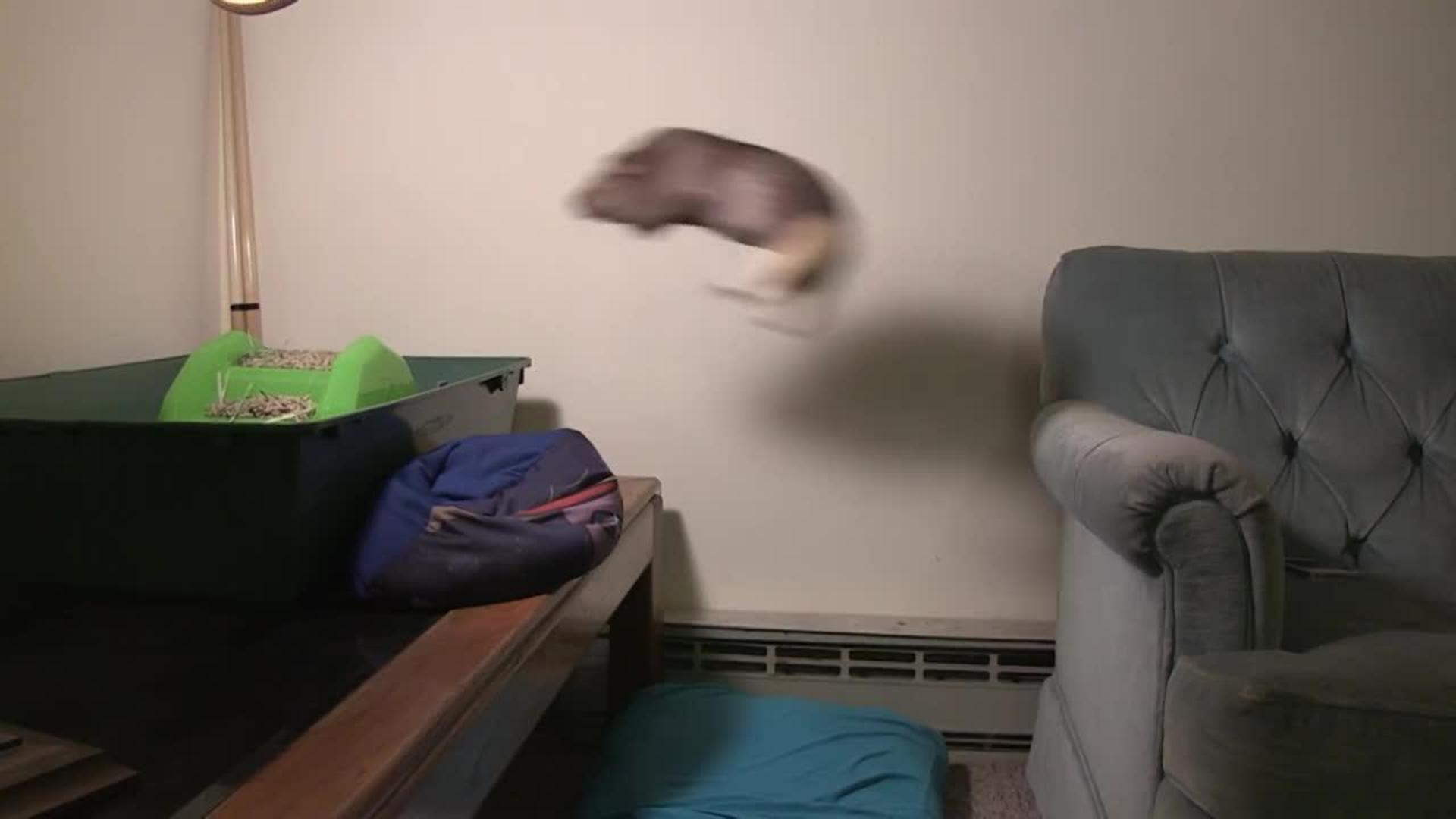Guinea Pig Jumps Out of Cage Jukin Media Inc
