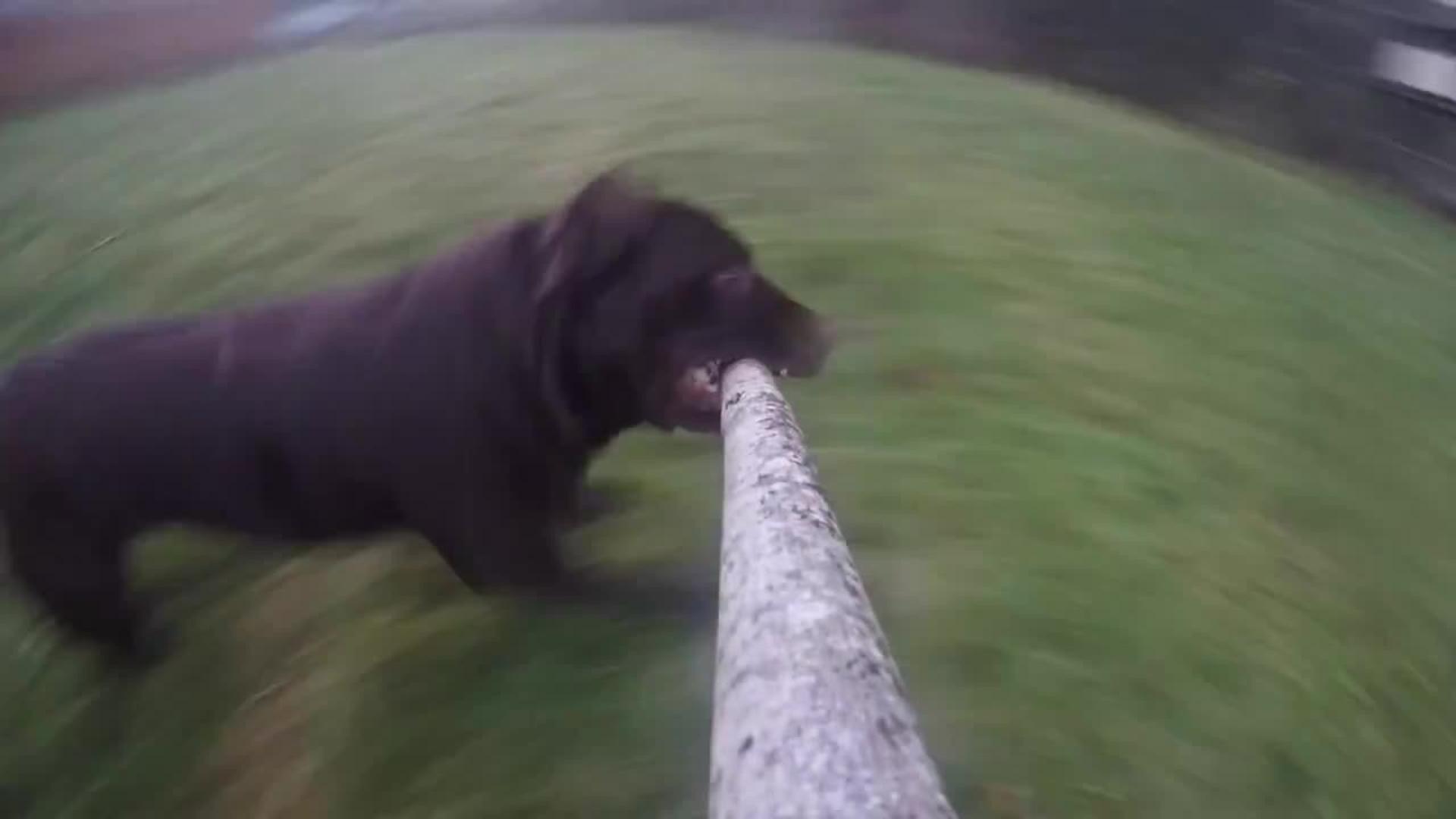Dog Can't Get Through Gate with Long Stick Jukin Media Inc