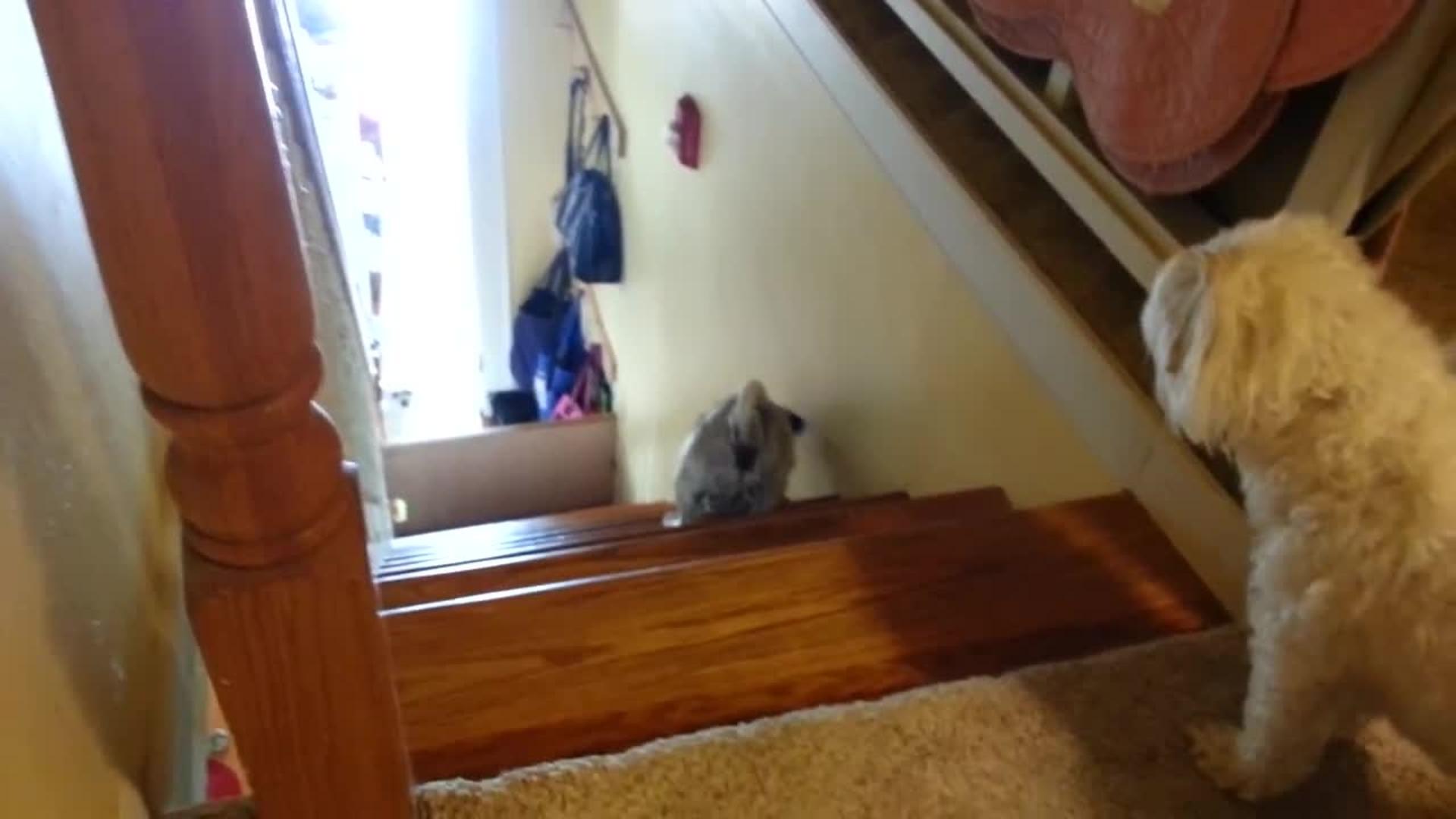 Pug Walks Up Stairs Backwards Jukin Media Inc