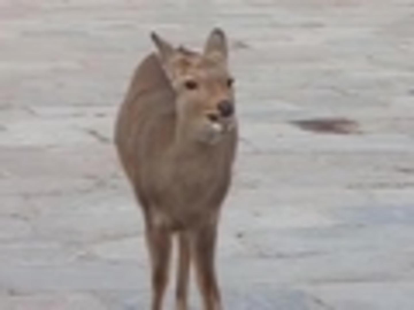 Deer Screams Jukin Media Inc