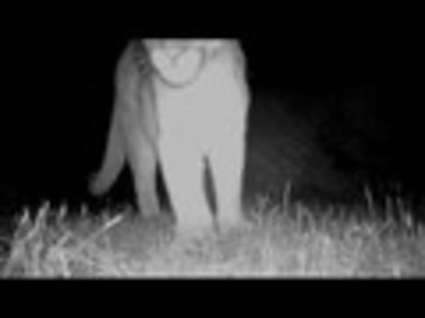 mountain lion screaming mountain lion screaming