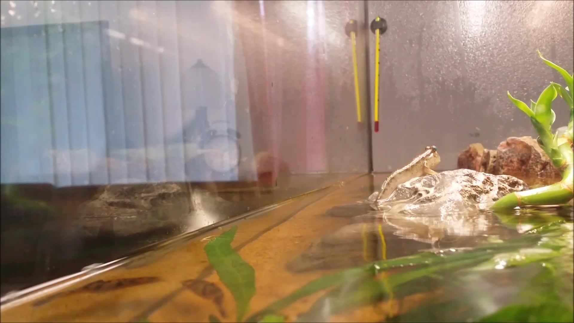 Sea Snail Floats on Leaf in Fish Tank Jukin Media Inc