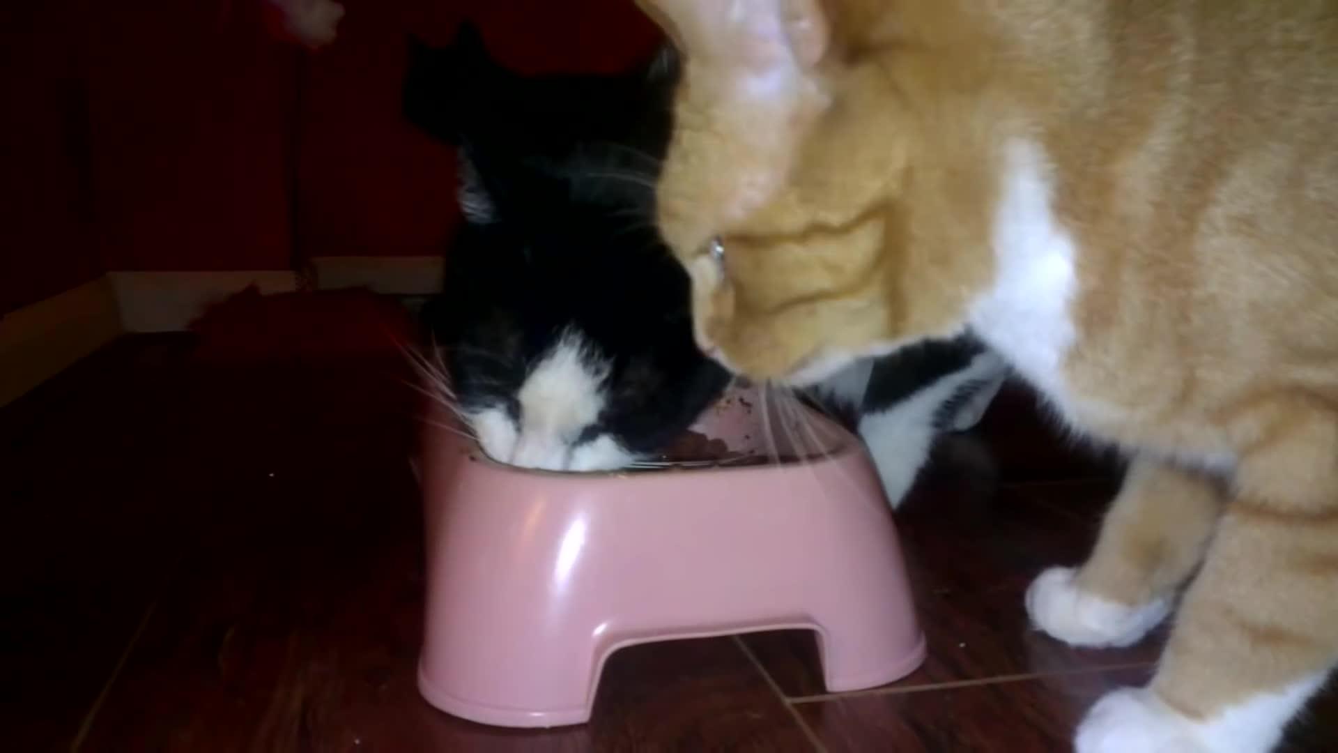 Cat Eats with Paws Jukin Licensing
