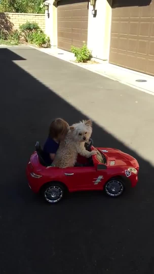 Dog Drives Toddler in Toy Convertible Jukin Licensing