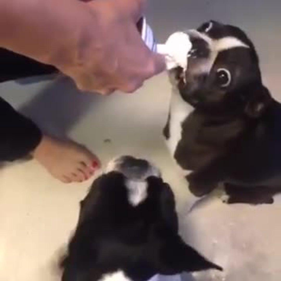 Roxy the Monkey Loves Whipped Cream Jukin Media Inc