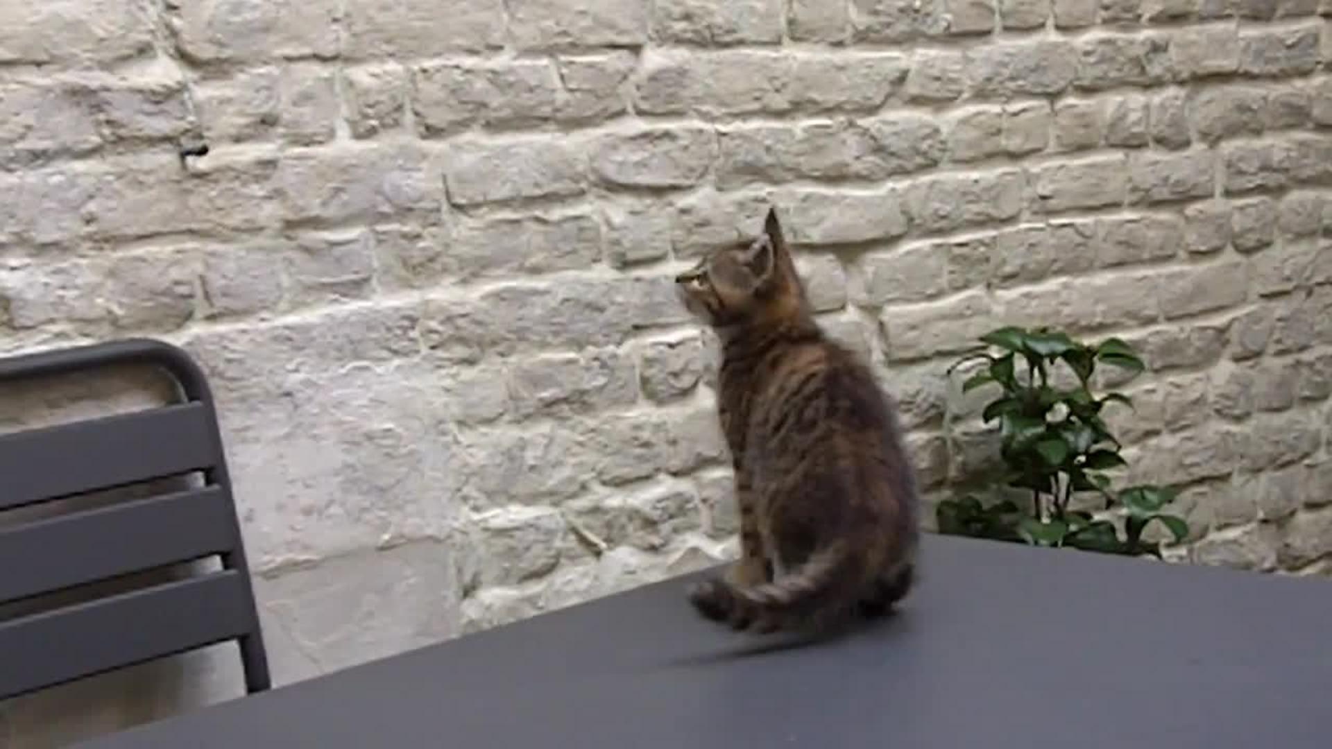 Cat Tries to Jump to Shelf Jukin Media Inc
