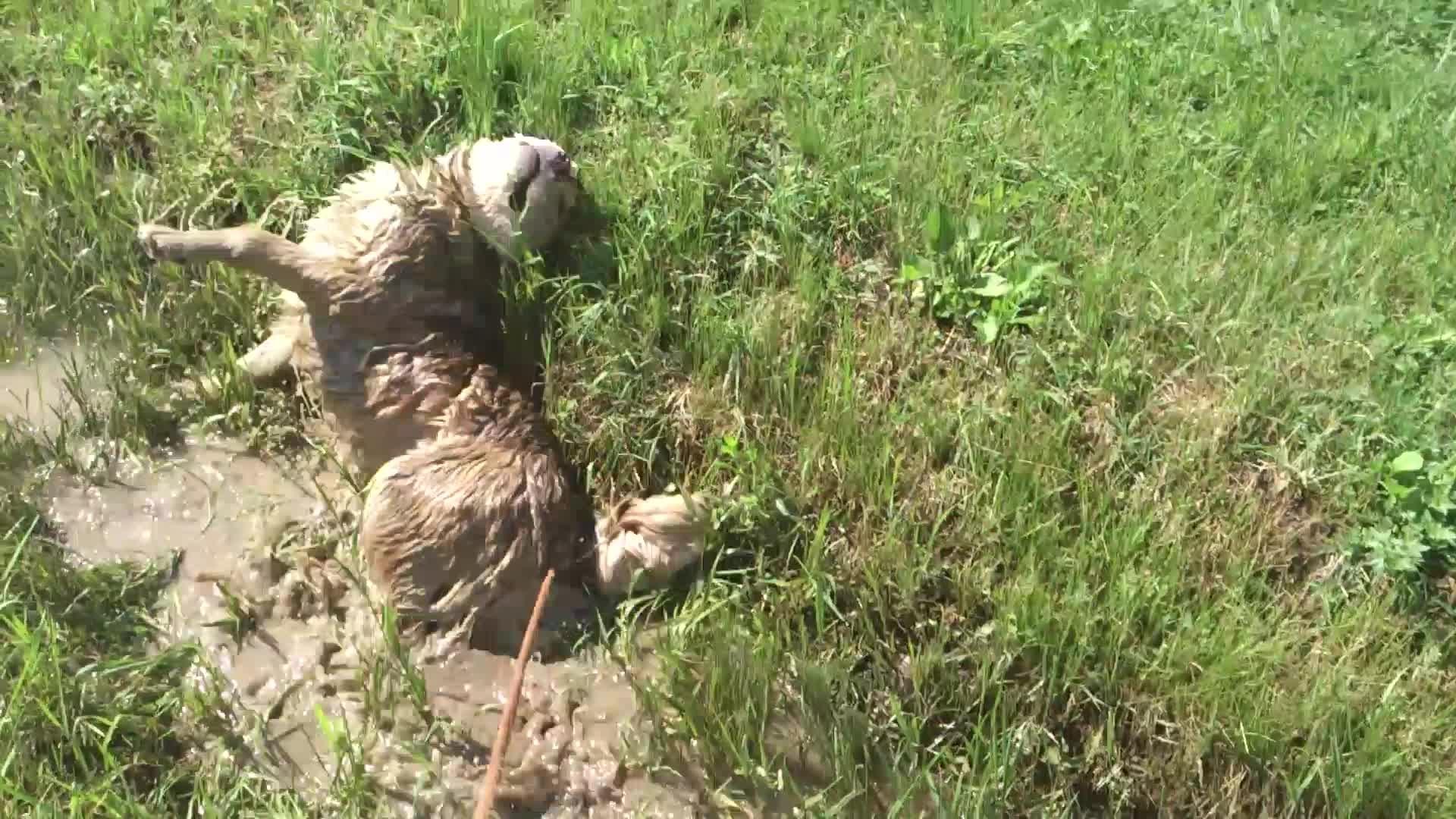 Dog Rolls Around In Mud Puddle Jukin Media Inc