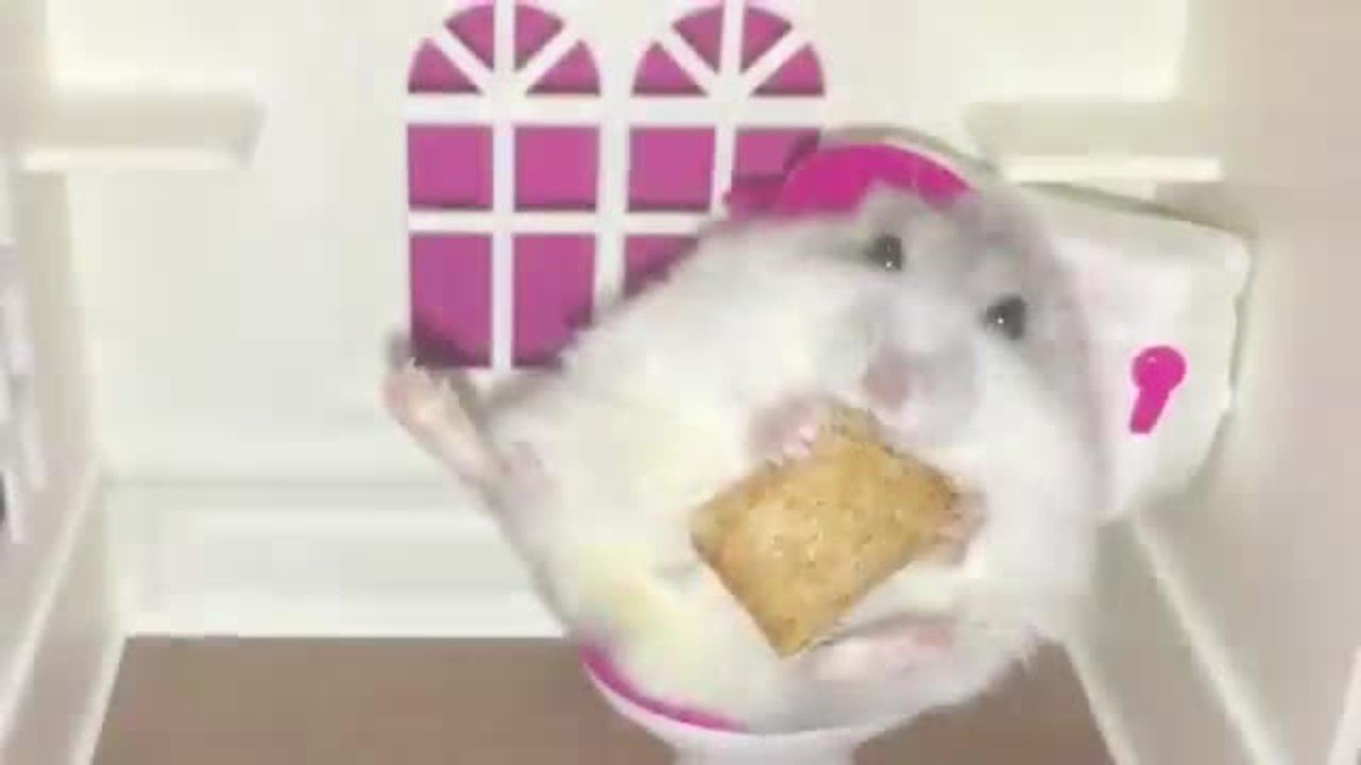 Hamster Climbs Stairs Jukin Media Inc
