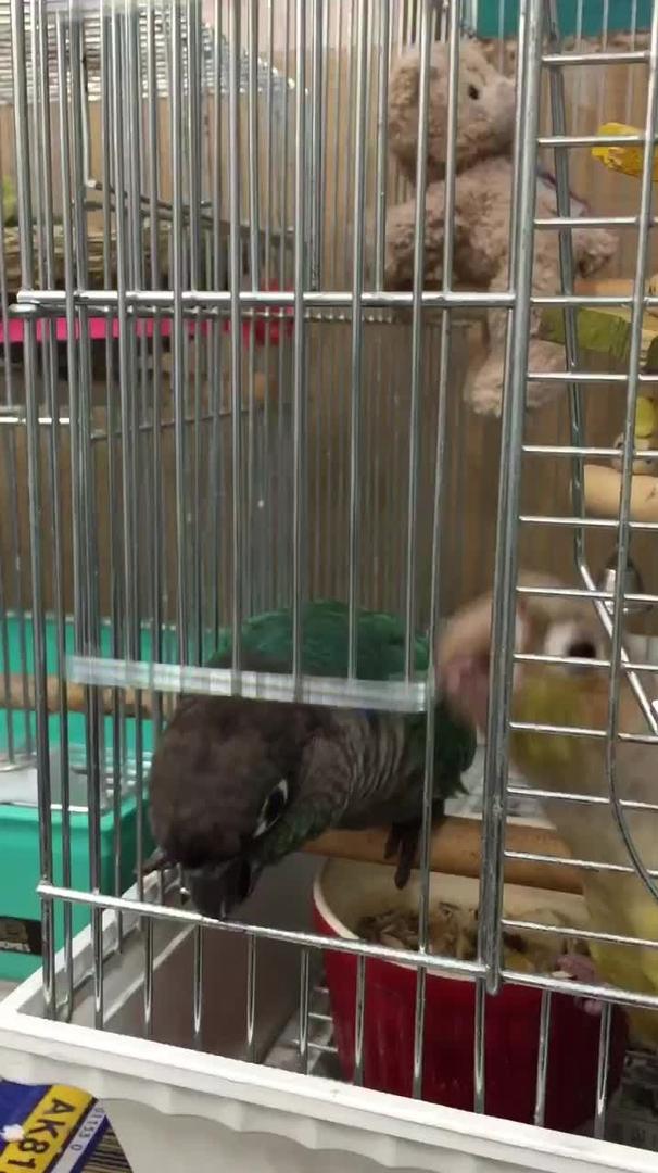 Birds Fight Jukin Media Inc