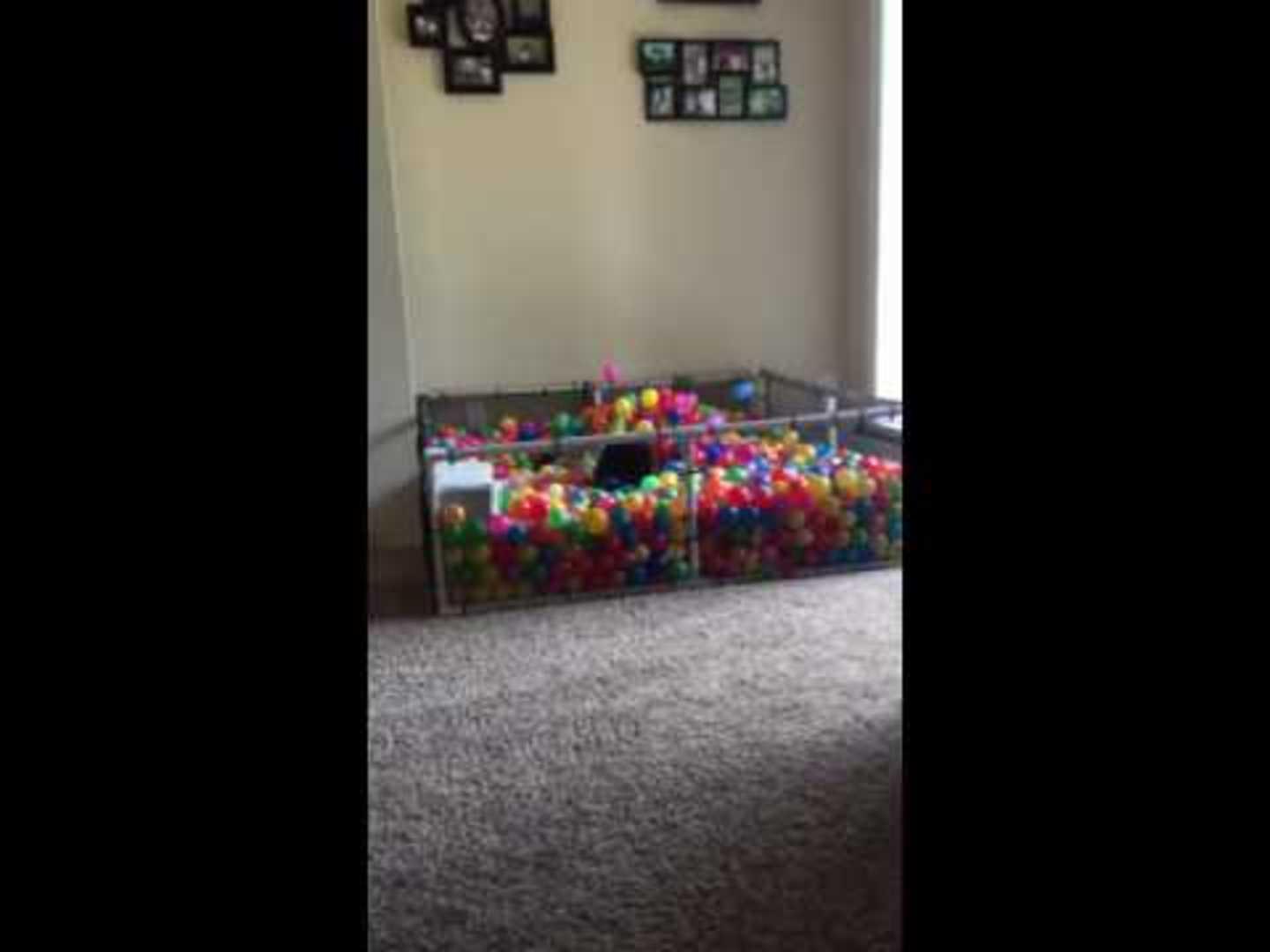 Dogs Jump Into Ball Pit Jukin Media Inc