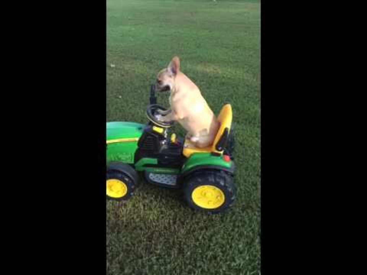 French Bulldog Rides Rocking Horse Jukin Media Inc