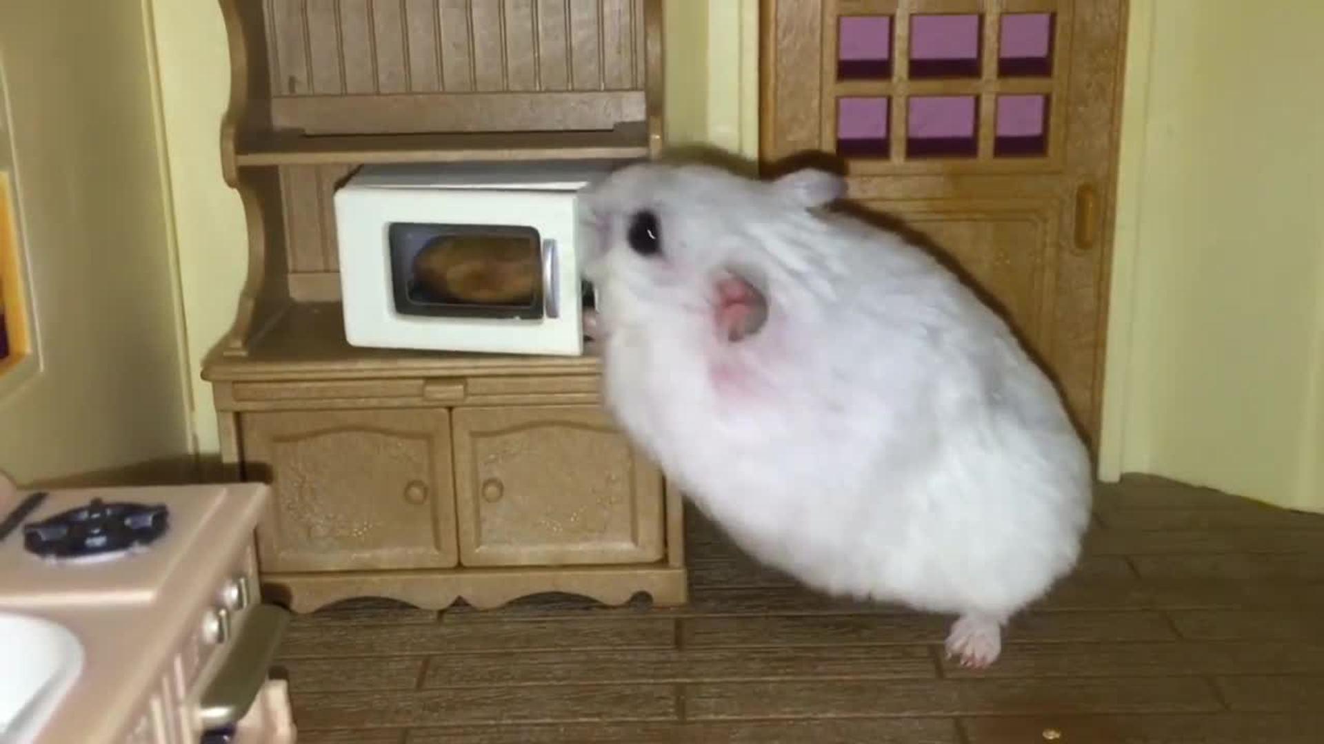 Hamsters Lay in Egg Carton Jukin Media Inc
