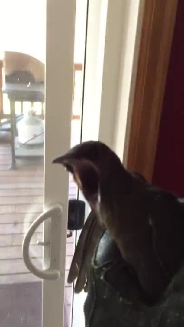 Scared Bird Flies in the House Jukin Licensing
