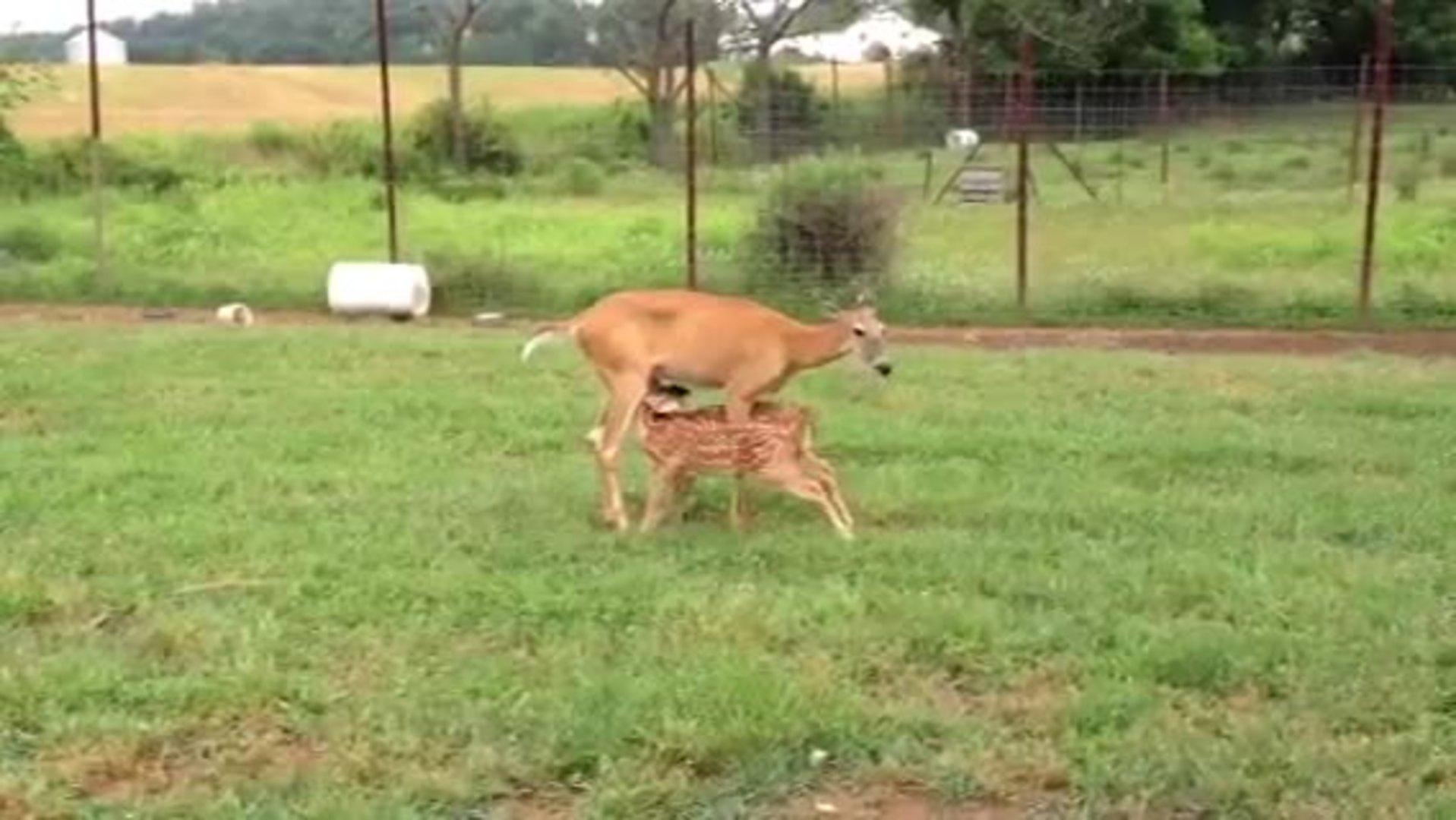 Wild Deer Bottle Fed in the Kitchen Jukin Media Inc
