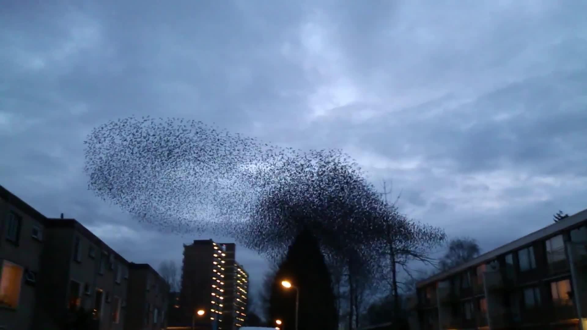 Birds Fly in Massive Swarm Jukin Media Inc