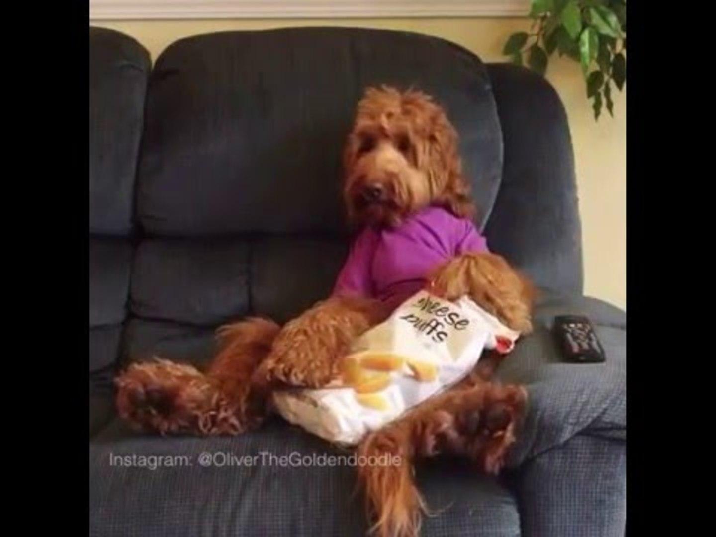 Dog Eats Snacks On Couch Jukin Media Inc