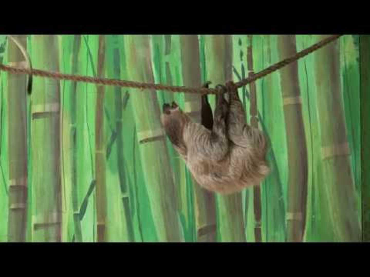 monkey steals food from sloth jukin media inc