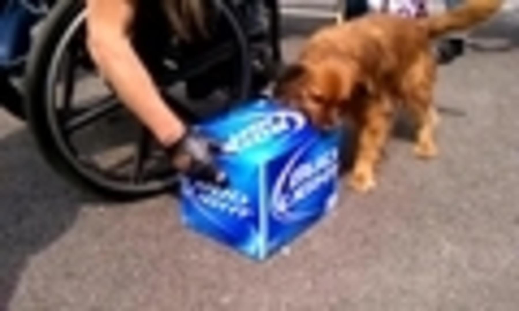 Dog Protects Pregnant Mom's Belly Jukin Media Inc